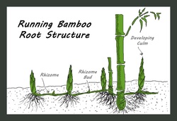 bambu7
