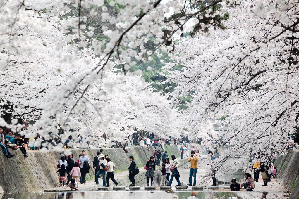 Парка хана. Фестиваль цветения и любования сакурой – Япония. Ханами в Японии. Сакура Ханами. Ханами праздник цветения Сакуры.